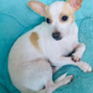 Meet your Posher, Violeta